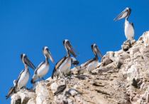 Pelican Brief.